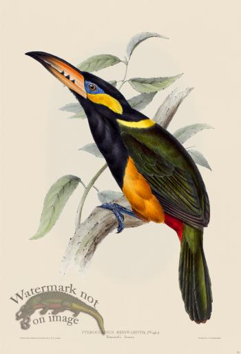 Reinwardt's Aracari